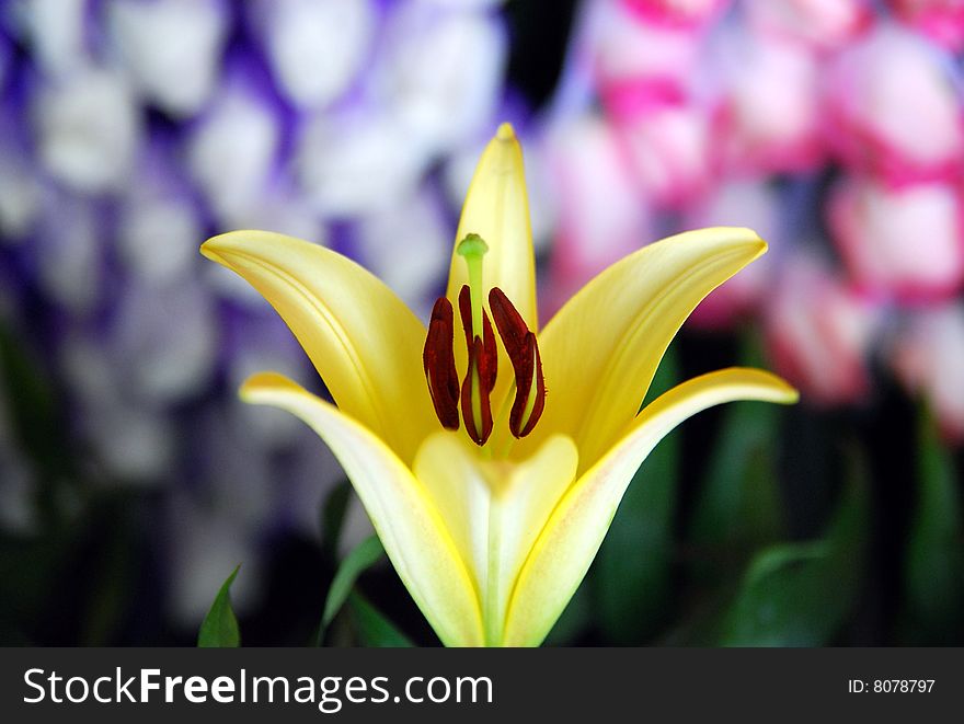 A yellow lily in a flowershop whith white and pink flowers background