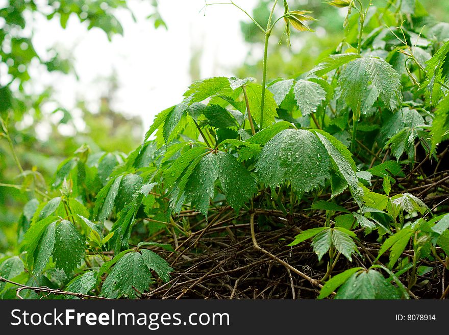 Wil grape with raindrops on leaves' surface. Wil grape with raindrops on leaves' surface