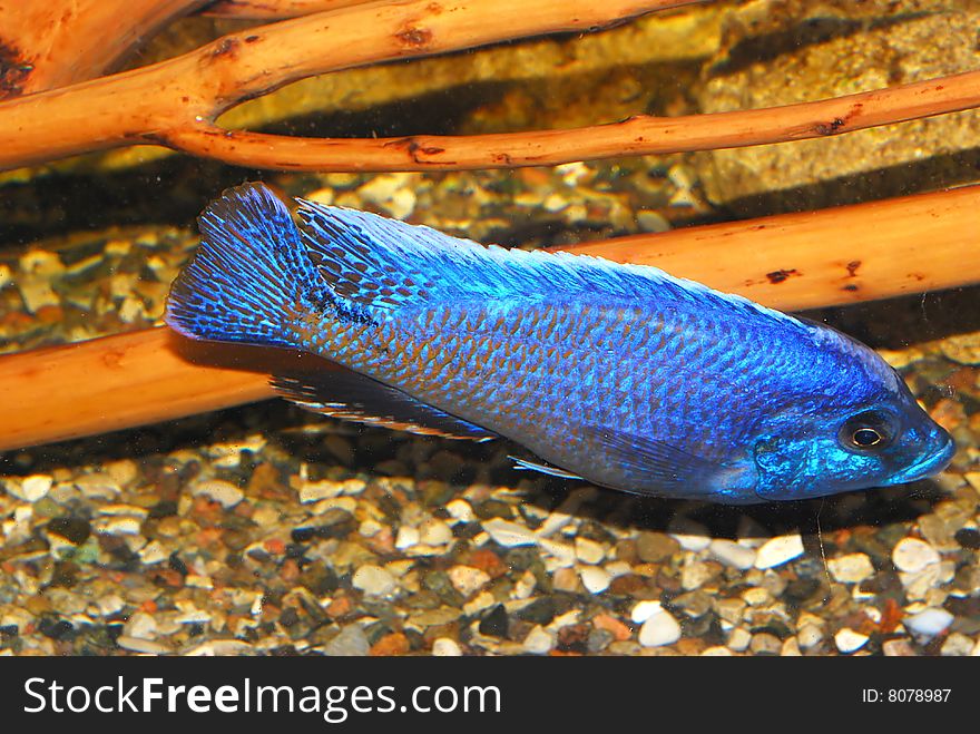 River decorative fish in an aquarium