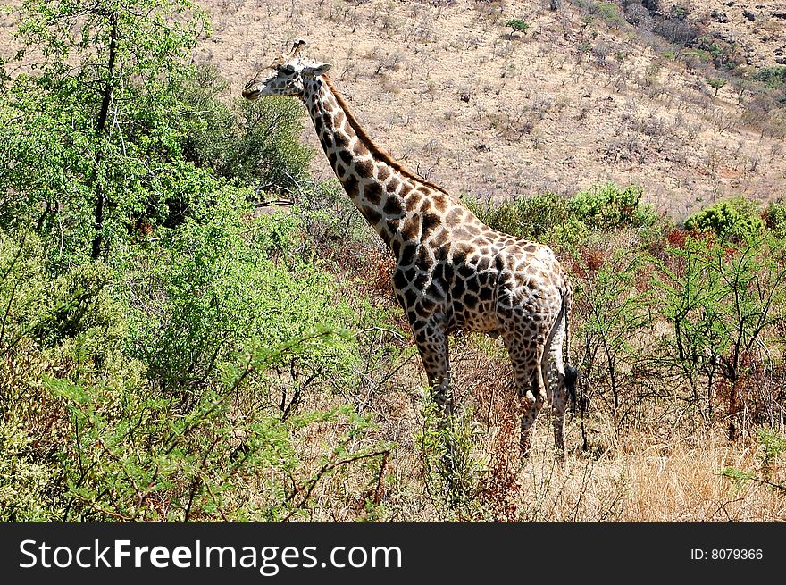 A giraffe in a nature reserve eating form a tree
