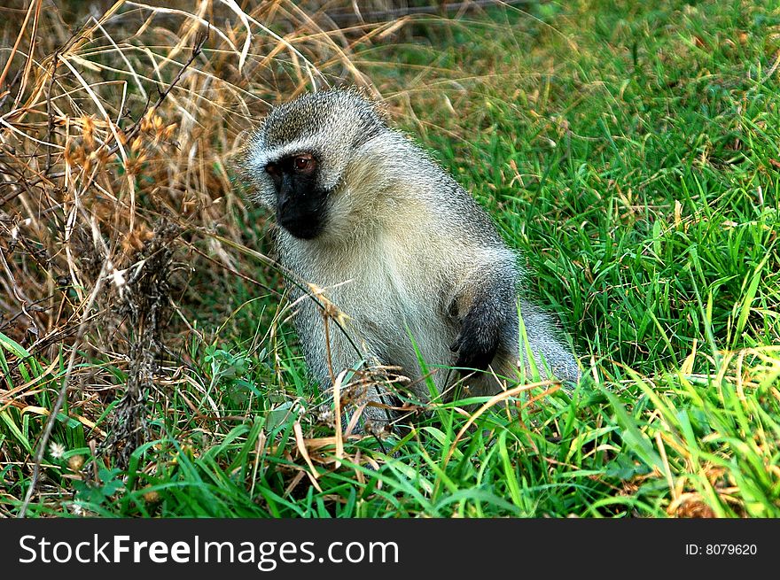 Close-up of a monkey searching for food