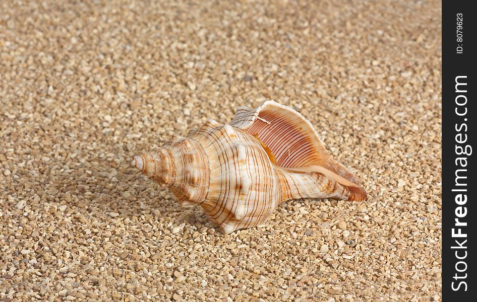 Conch sea shell laying in the sand. Conch sea shell laying in the sand