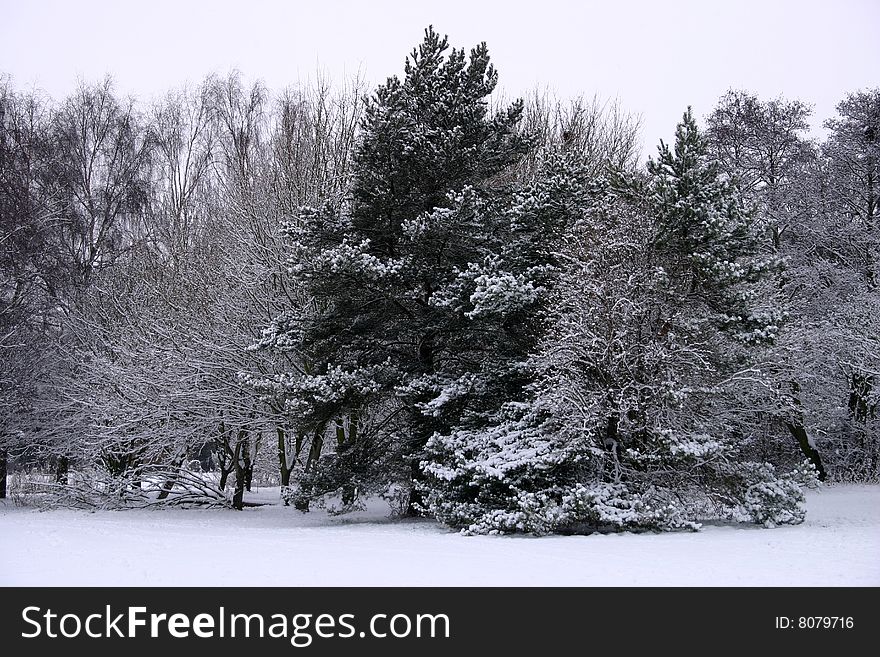 Snow covered trees by the Thames near Windsor, England. Snow covered trees by the Thames near Windsor, England