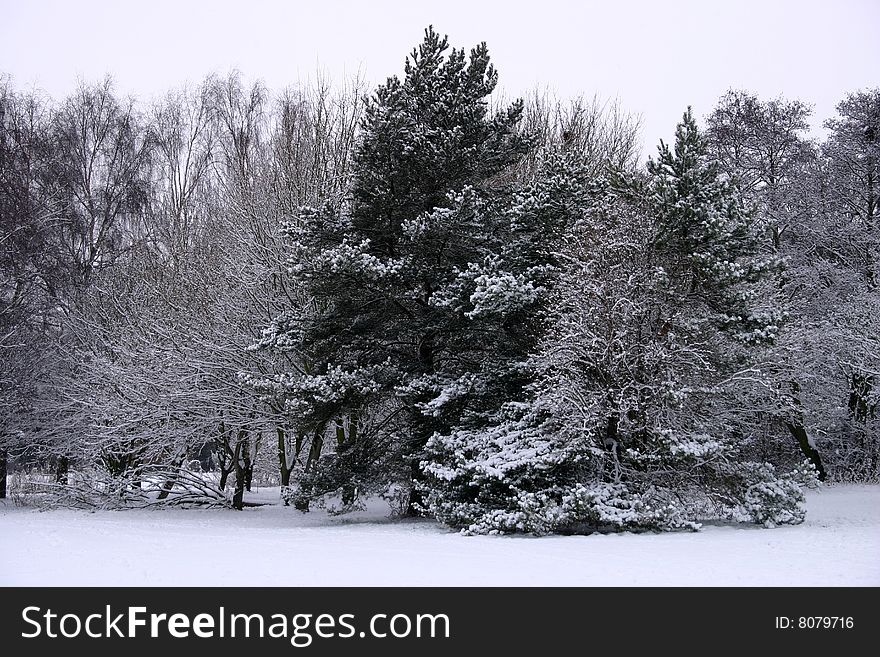 Winter Scene