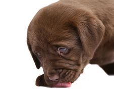 A Licking Lips Puppy. Royalty Free Stock Images