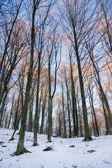 Winter Forest Stock Photo