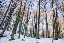 Winter Forest Royalty Free Stock Photography Winter Forest Royalty Free Stock Photography