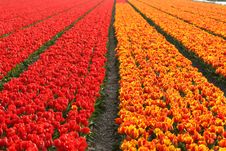 Field Of Tulips Stock Image