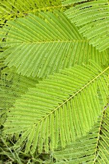 Fern Royalty Free Stock Images Fern Royalty Free Stock Images
