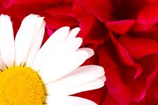 White Daisy Stock Photos