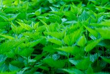 Nettle Leaves Royalty Free Stock Photos Nettle Leaves Royalty Free Stock Photos