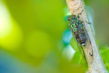 Cicada Stock Photo Cicada Stock Photo