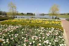 A Field Of Flowers Royalty Free Stock Images A Field Of Flowers Royalty Free Stock Images