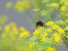 Bumble Bee On Yellow Flowers Stock Photos