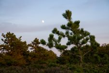 Moon Through The Trees Stock Photo Moon Through The Trees Stock Photo