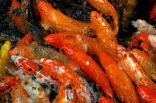 Koi Stock Image Koi Stock Image