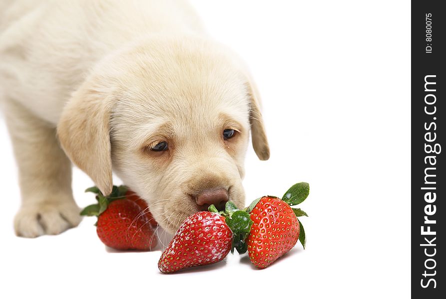 Puppy Labrador a retriever smelling a strawberry. Puppy Labrador a retriever smelling a strawberry.