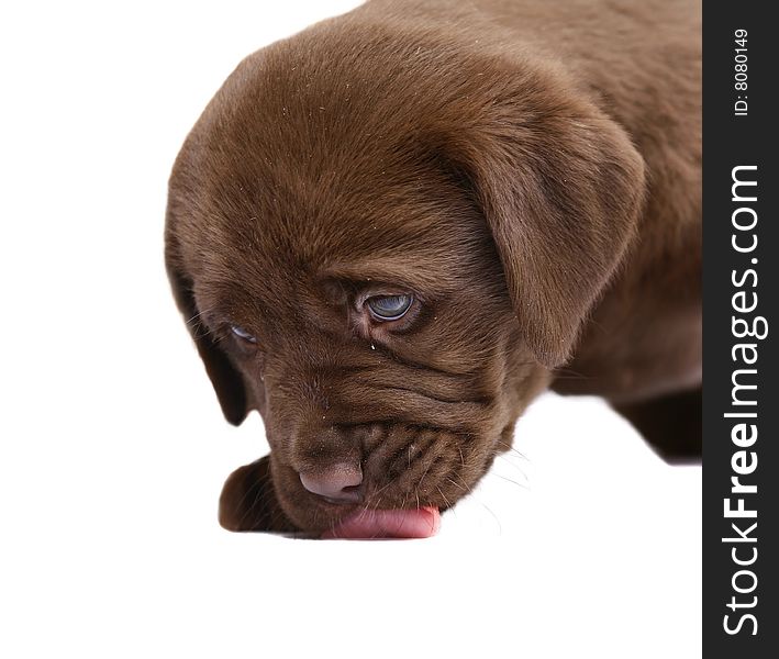 Portrait of a puppy on a white background. A licking lips puppy.