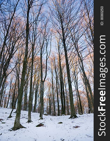 View of a forest in winter (Sweden). View of a forest in winter (Sweden).