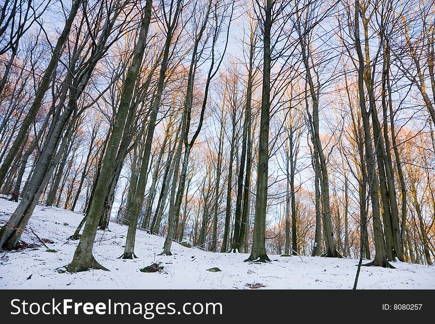 View of a forest in winter (Sweden). View of a forest in winter (Sweden).