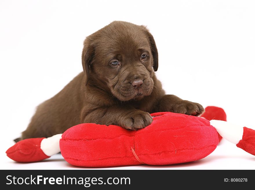 Chocolate puppy with a red toy.