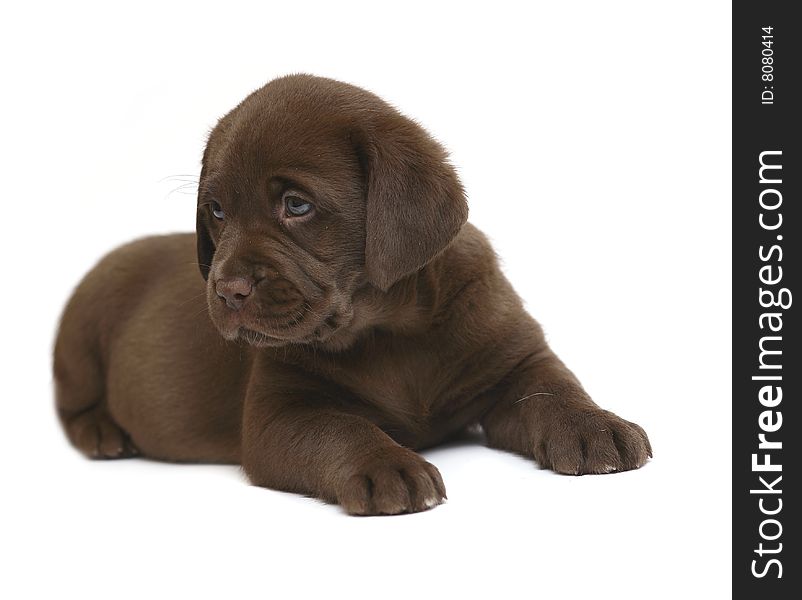 Chocolate puppy of breed Labrador on a white background. Chocolate puppy of breed Labrador on a white background.
