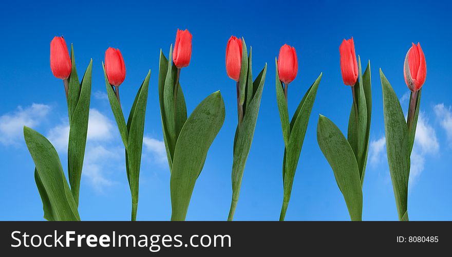 Beautiful spring red tulips on blue sky