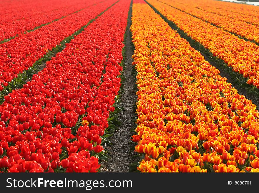 Landscape of Holland: Field of red and orange colored tulips. Landscape of Holland: Field of red and orange colored tulips