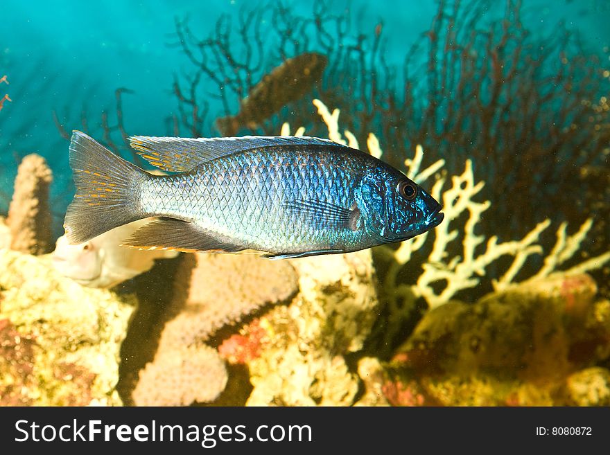 Silver blue fish in the aquarium