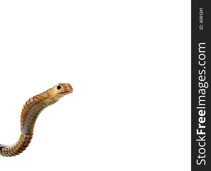 A wooden snake with a white background