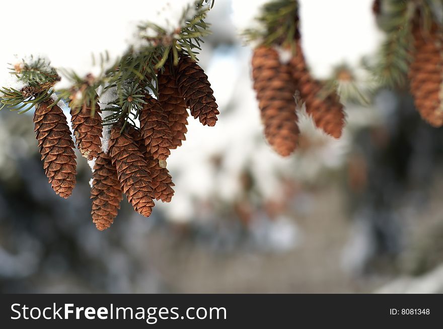 Branch with dull ends covered with snow