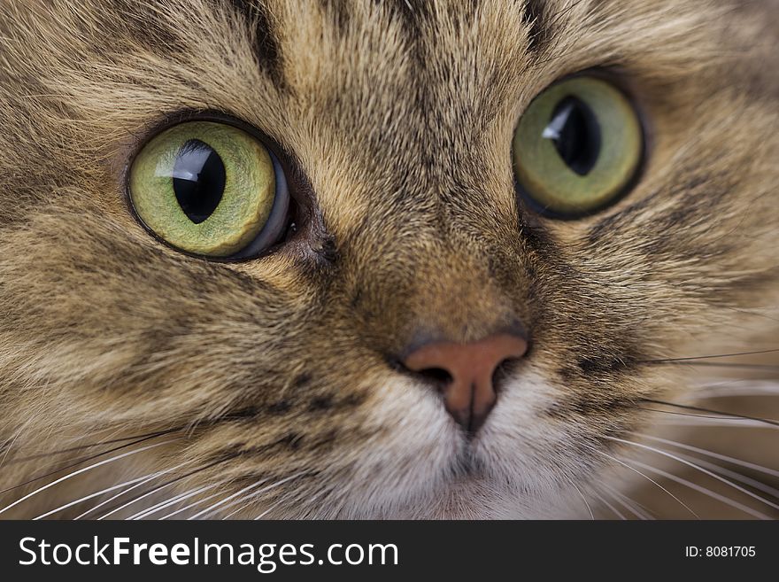 Cat close-up