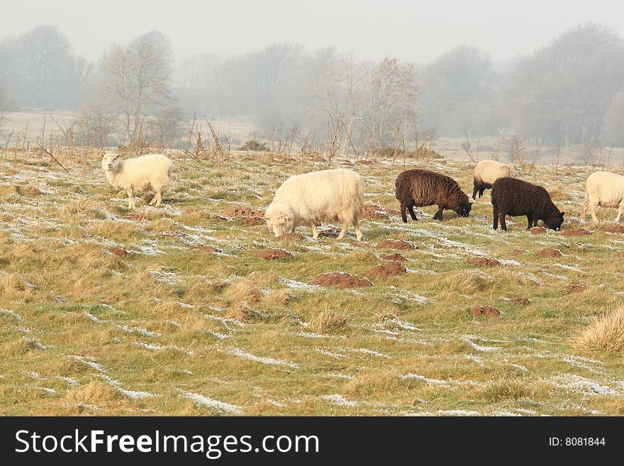 Winter sheep grazing pasture with snow