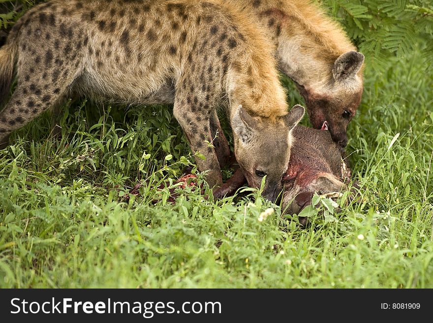 Hungry hyenas eating dead animal