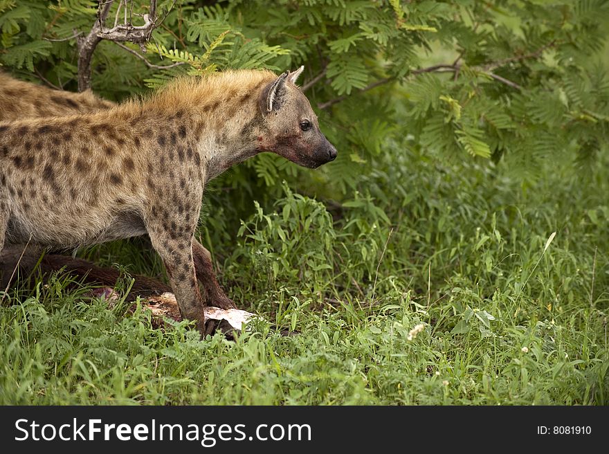 Hungry hyenas eating dead animal