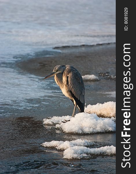 The heron on the river in winter