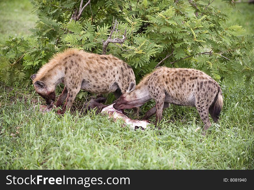 Hungry Hyenas