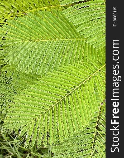 Green leafs of the wild fern