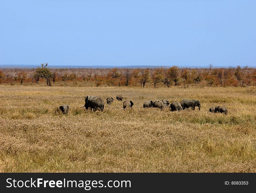 African Elephants in South Africa. African Elephants in South Africa.