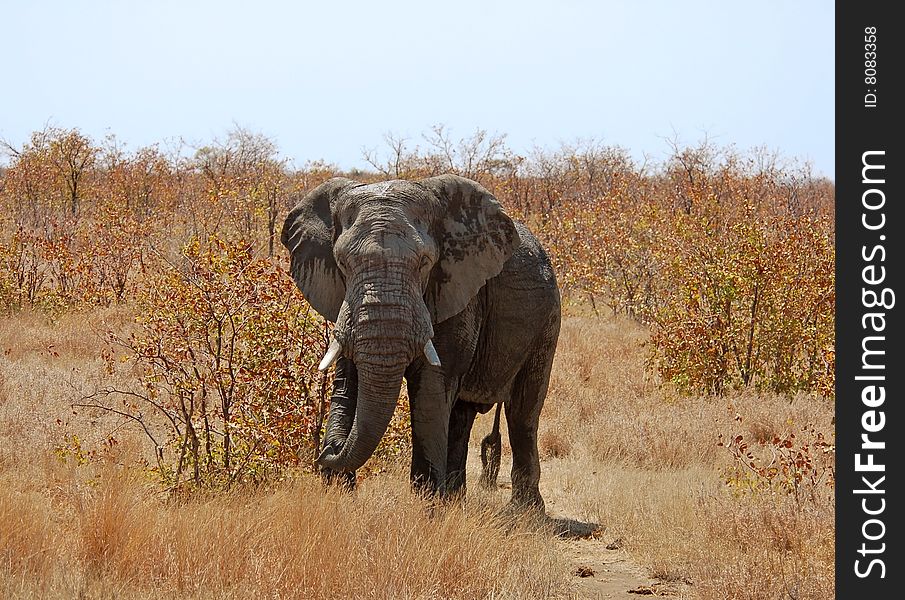 An African Elephant in South Africa. An African Elephant in South Africa