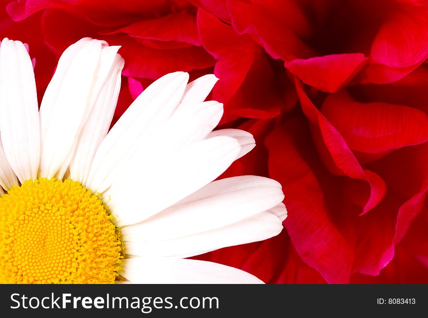 White daisy on red rose background