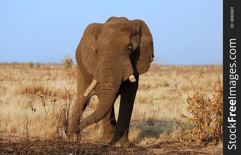 An African Elephant in South Africa during a drought.