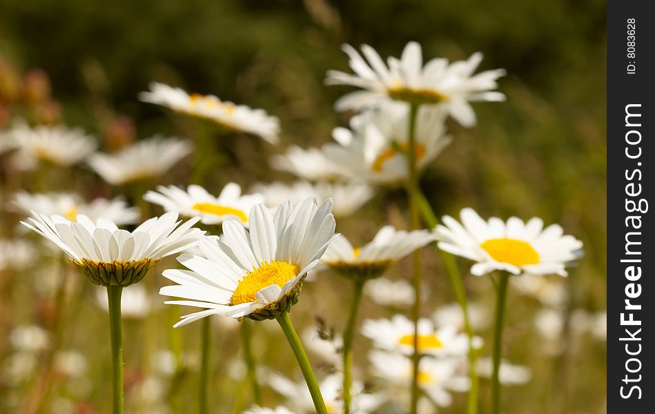 Camomile field background with space for text