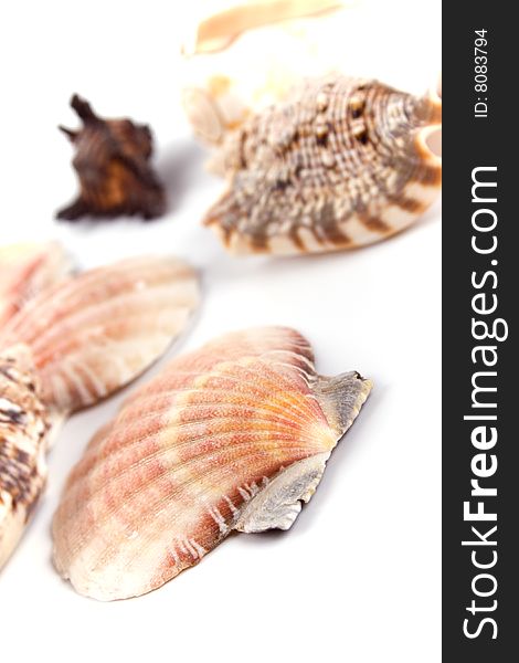 Various kinds of shells on white background
