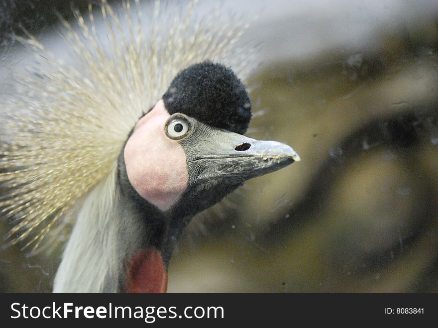 A crown crane in beijing zoo