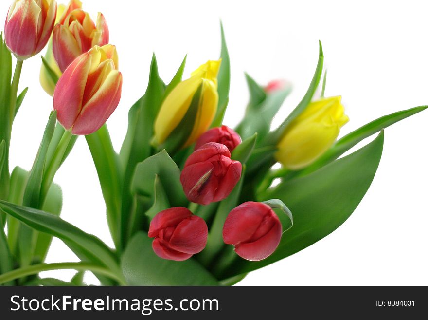 Mixed beautiful fresh tulips a white backgound