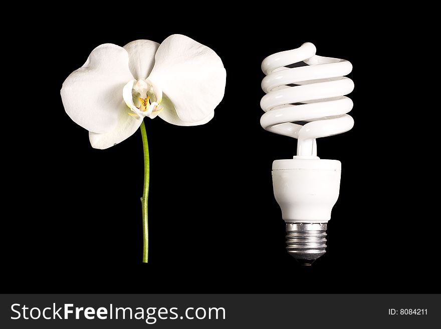 A light bulb and an orchid on black background. A light bulb and an orchid on black background