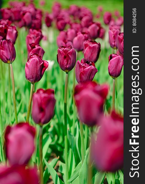 Dark red spring tulips in a garden