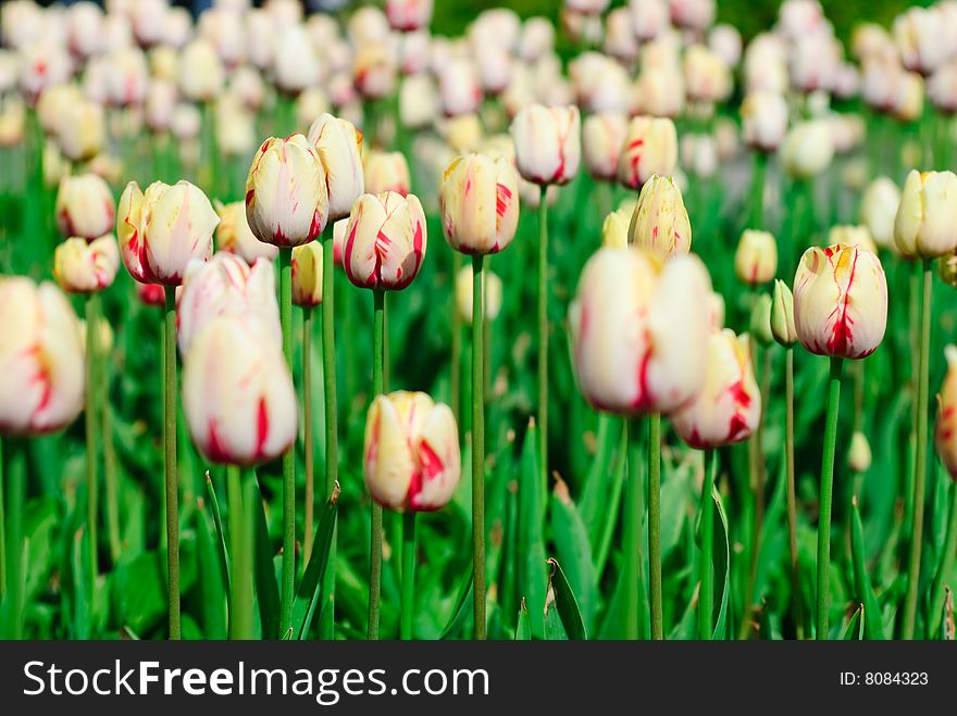 Red and yellow spring tulips in a garden