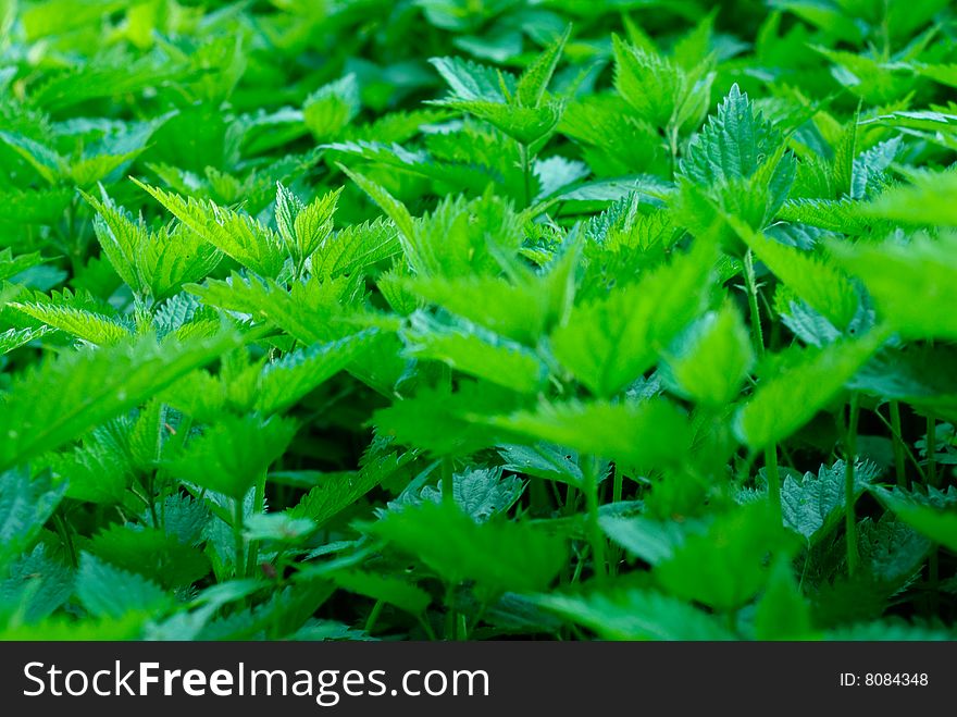 Green nettle leaves close up